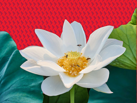 印度为何持续具有吸引力