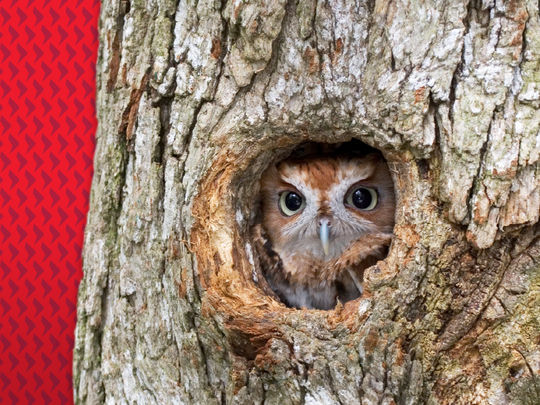 新兴市场：全球投资版图中的隐秘瑰宝