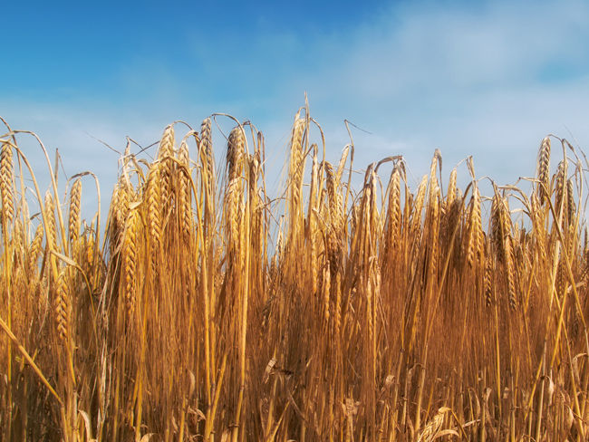 亞洲高收益債券：去蕪存菁