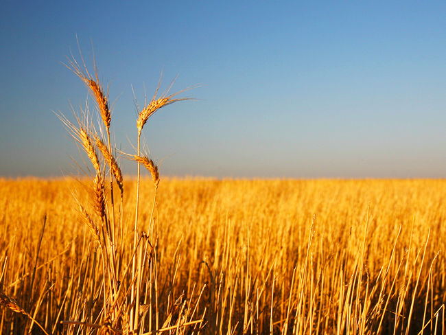 Asian High Yields: Separate the wheat from the chaff