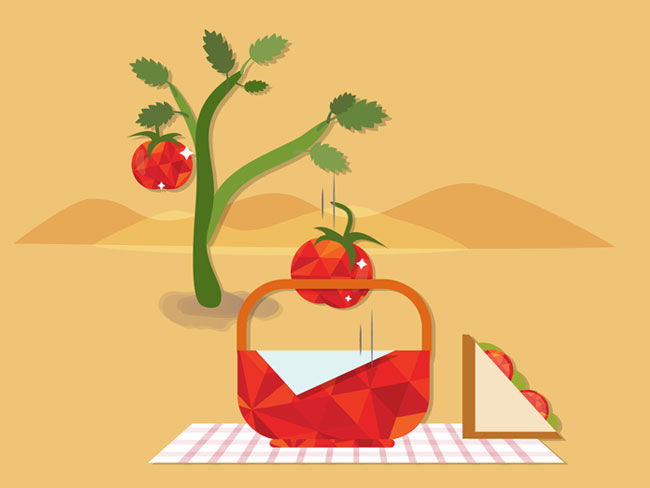 จาก ‘ผืนทราย’ สู่ ‘แซนด์วิช’ กับนวัตกรรมการปลูกมะเขือเทศในทะเลทราย