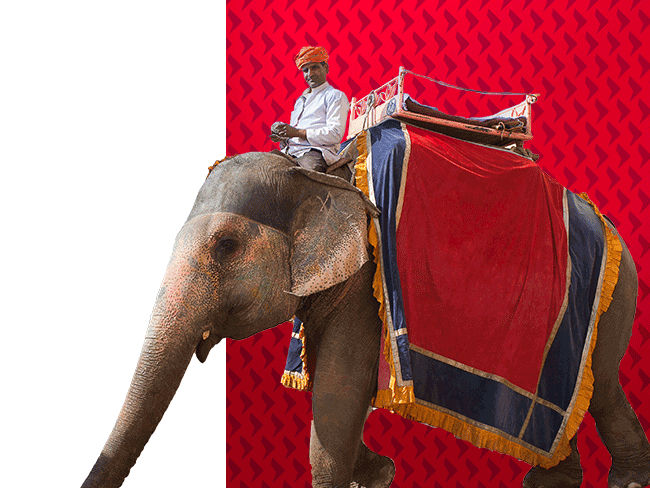 insights-650x488-india-elephant