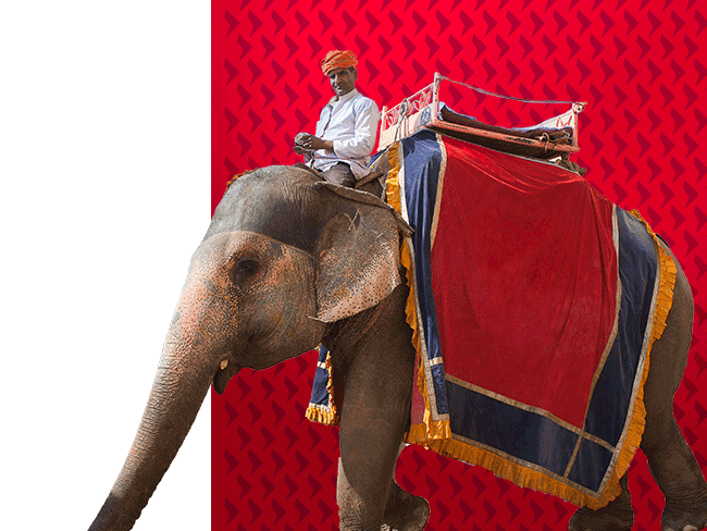 insights-650x488-india-elephant