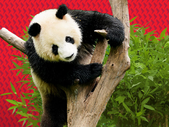 China equities: Scaling the great wall of worries