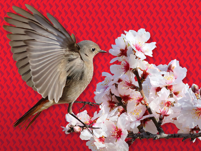 Income investing in Asia: Where are the opportunities?